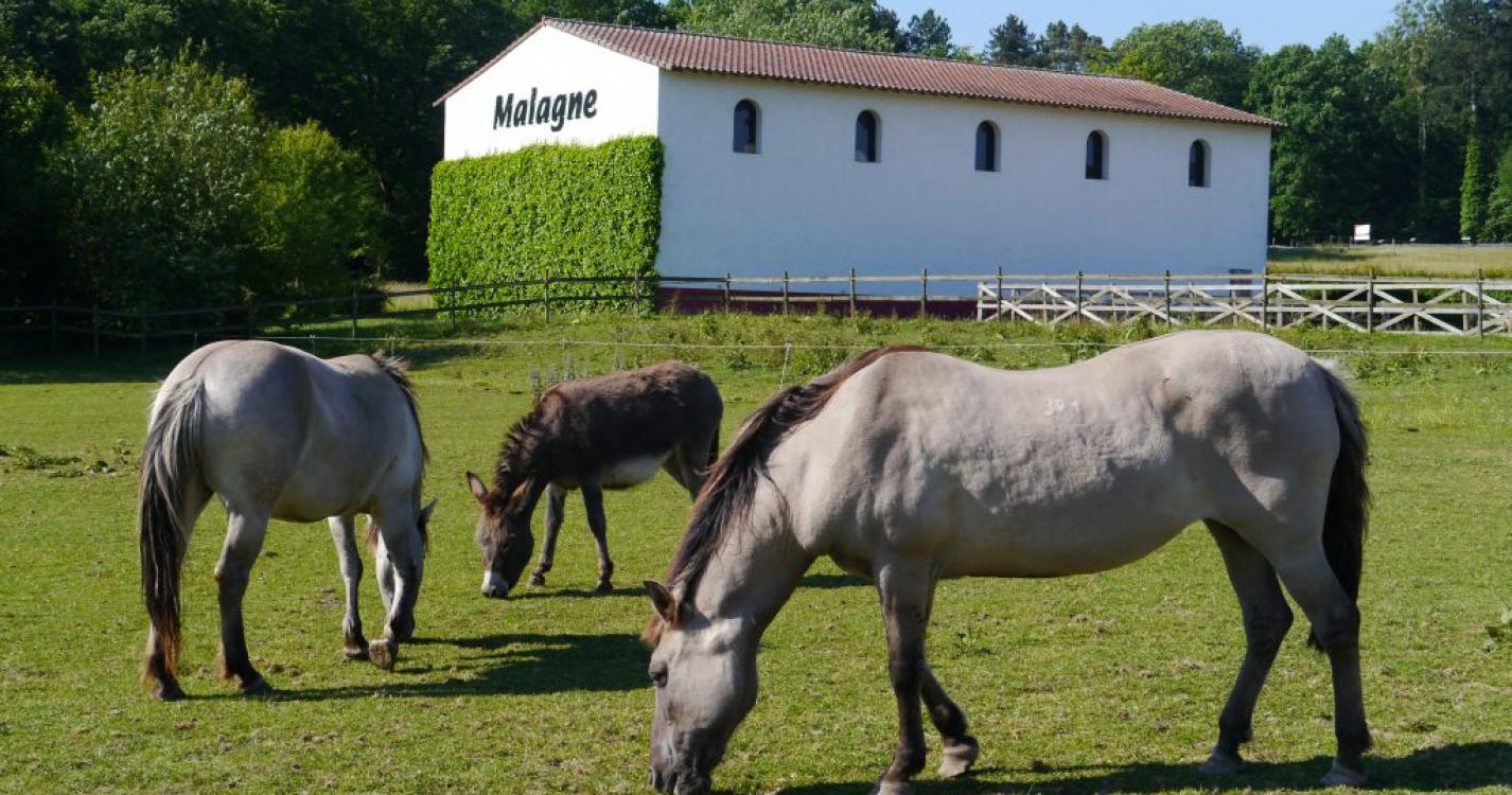 Geniet van een Gallo-Romeinse ervaring op Malagne – Rochefort Archaeopark